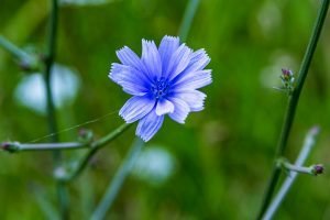Chicory