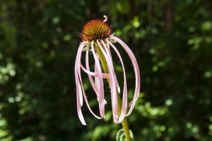 Purple Cone Flower