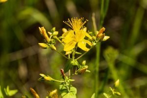 St Johns Wort