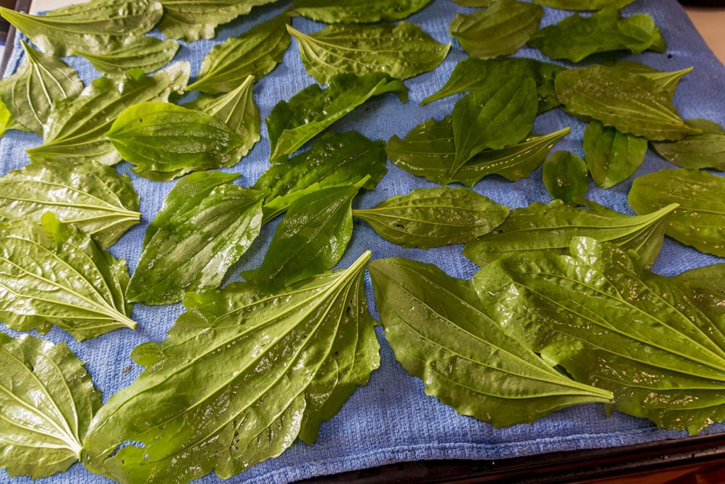 drying plantain leaves