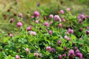 Red clover