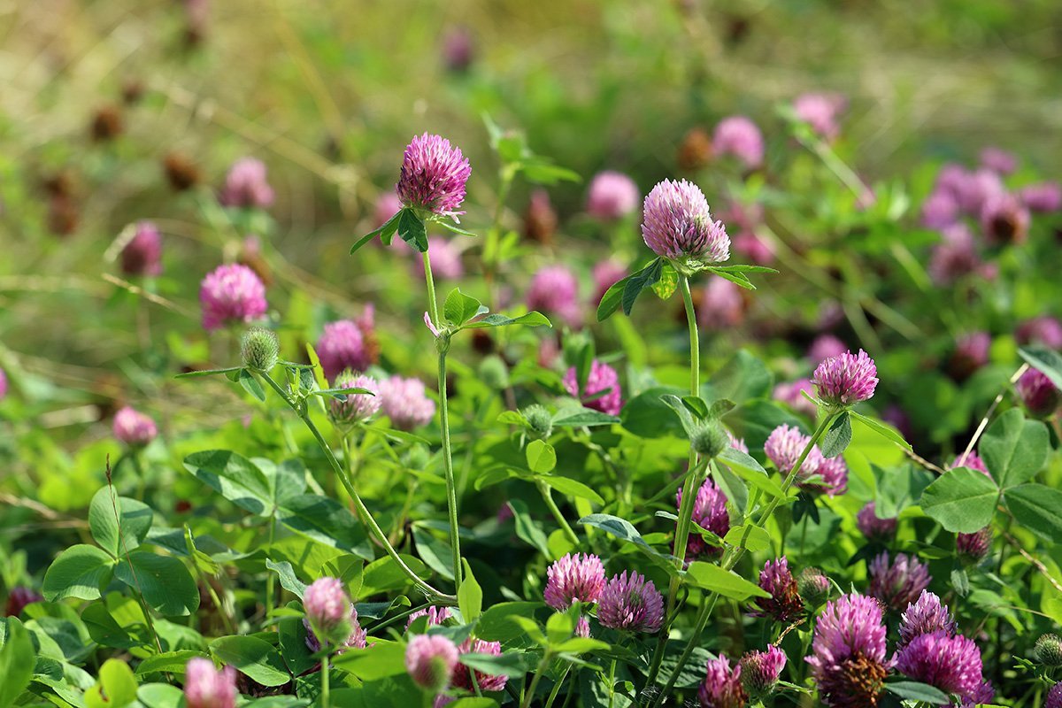 Red Clover Not The Same As White Clover Lost In The Ozarks