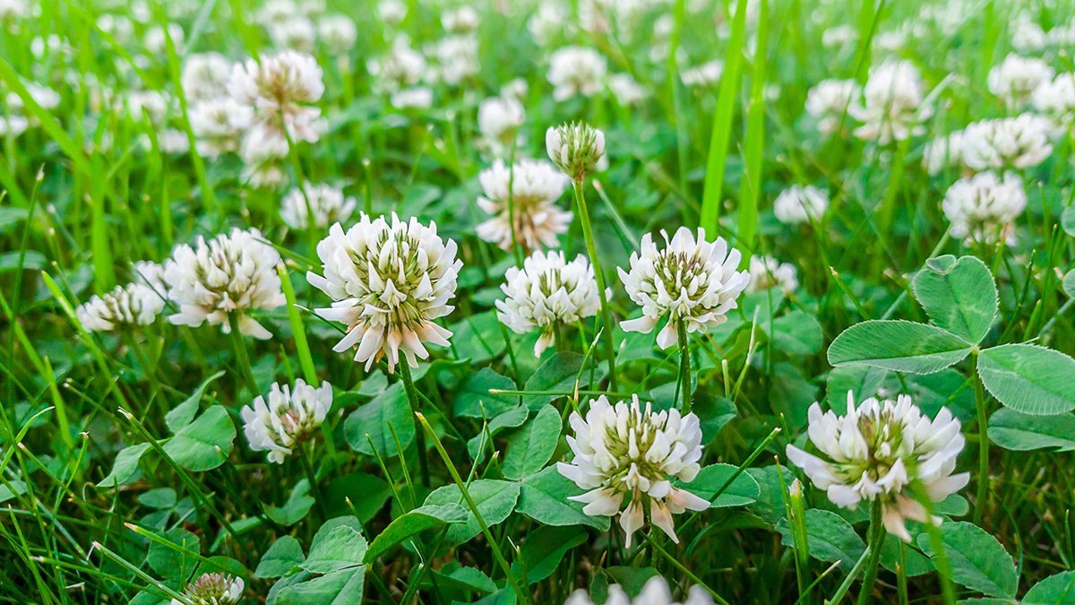 White Clover- Common Edible Plant - Lost In The Ozarks