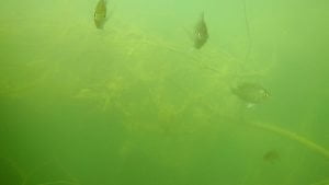 Underwater video