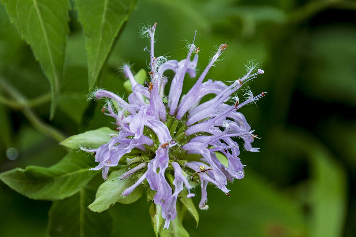 Wild Bergamot Is Medicinal and Edible Lost In The Ozarks
