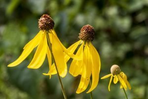pinnate prairie coneflower 2