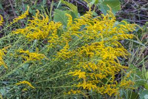 Goldenrod