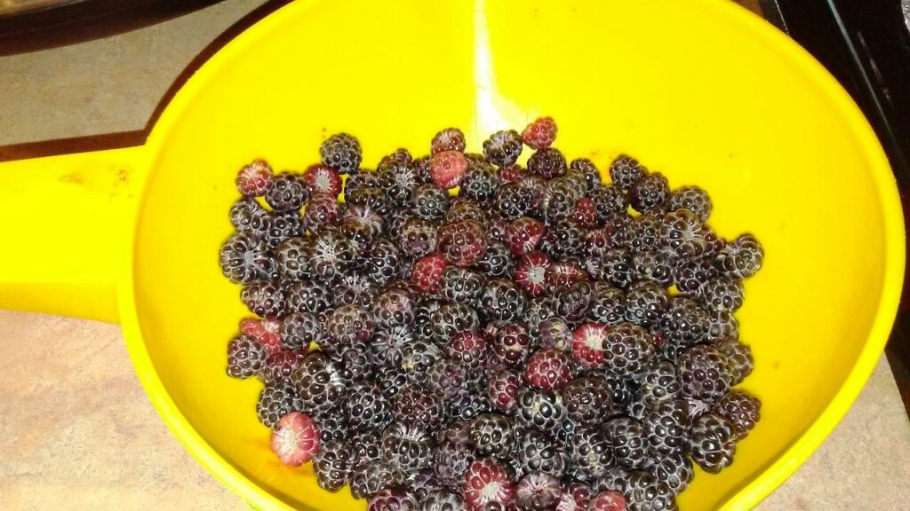 cleaned dewberries