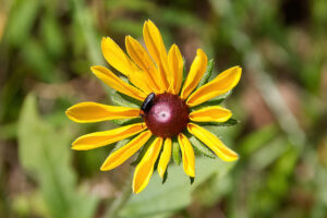 Black Eyed Susan