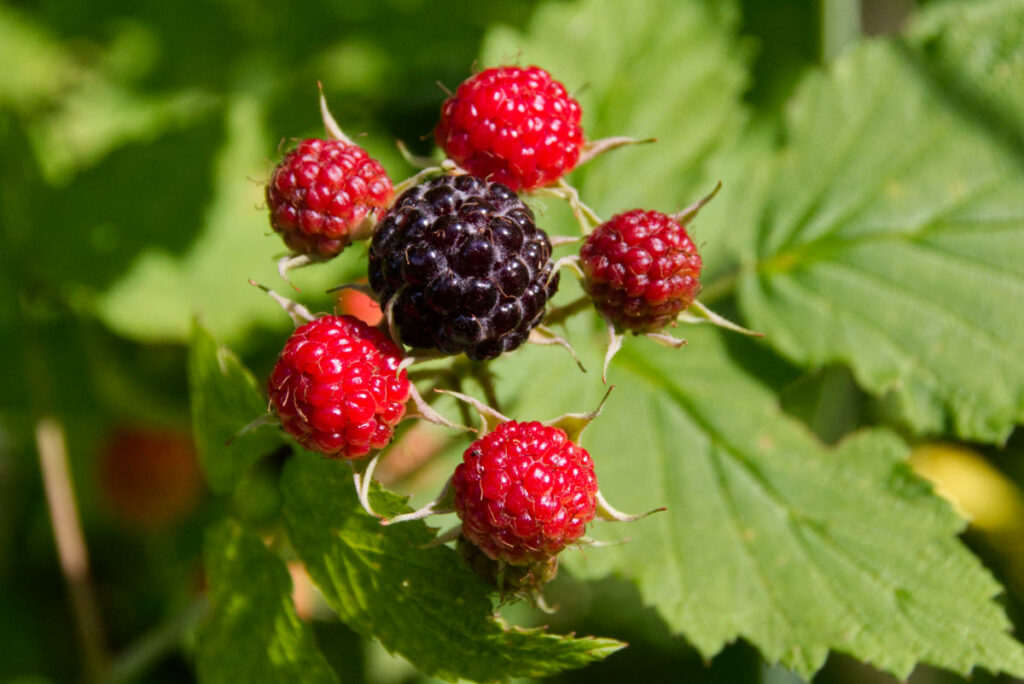 DewberriesWild Sweet Treat From Nature Lost In The Ozarks