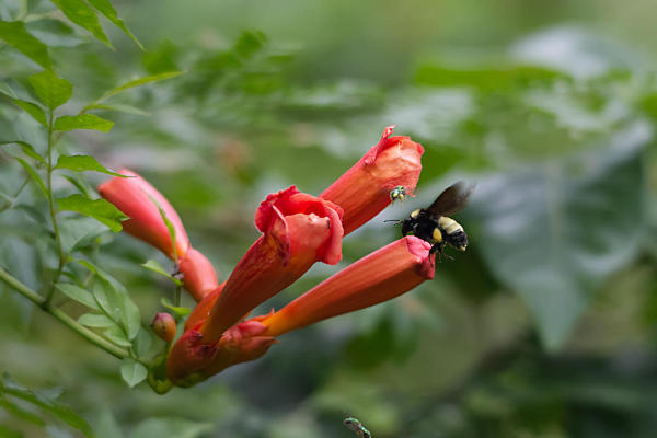 bumblebee approaching trumpet vine flower