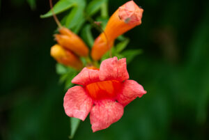 trumpet vine