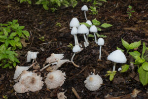 mushrooms in your garden