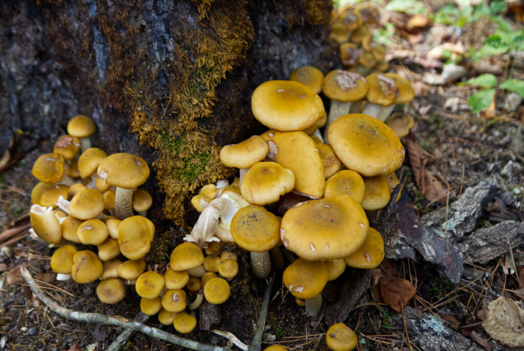 Barkshed recreation area Mushrooms 1