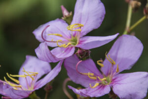 macro photography