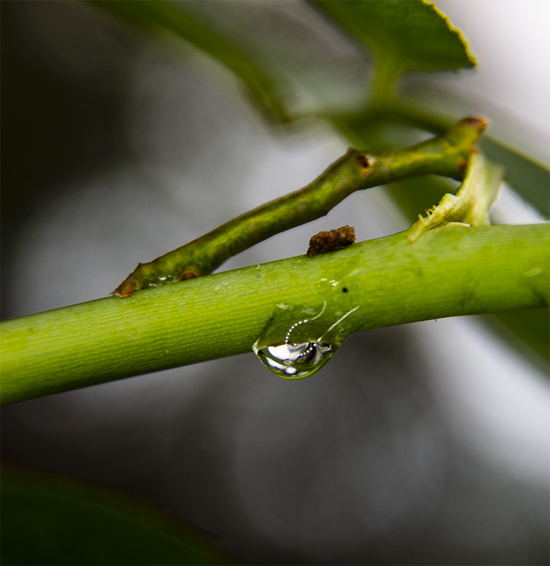 ring flash 3