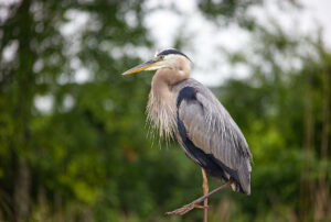 blue heron