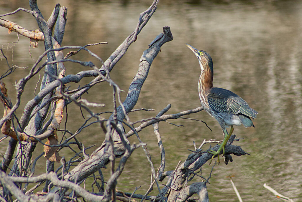 wild bird photography