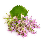 clary sage essential oil benefits