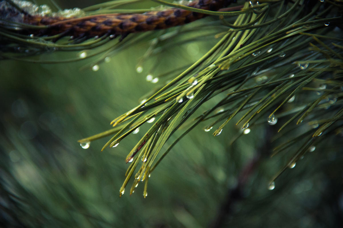 Scotch pine essential oil
