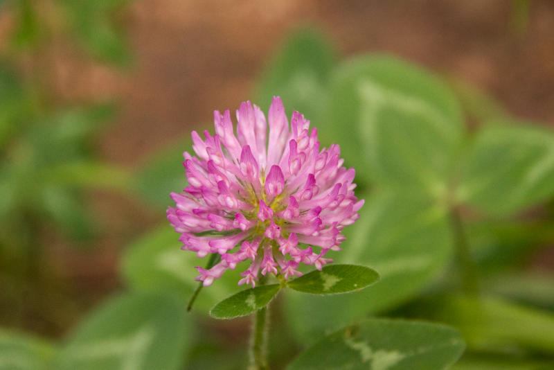 red clover w 