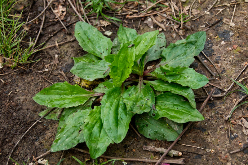 plantain weed edible