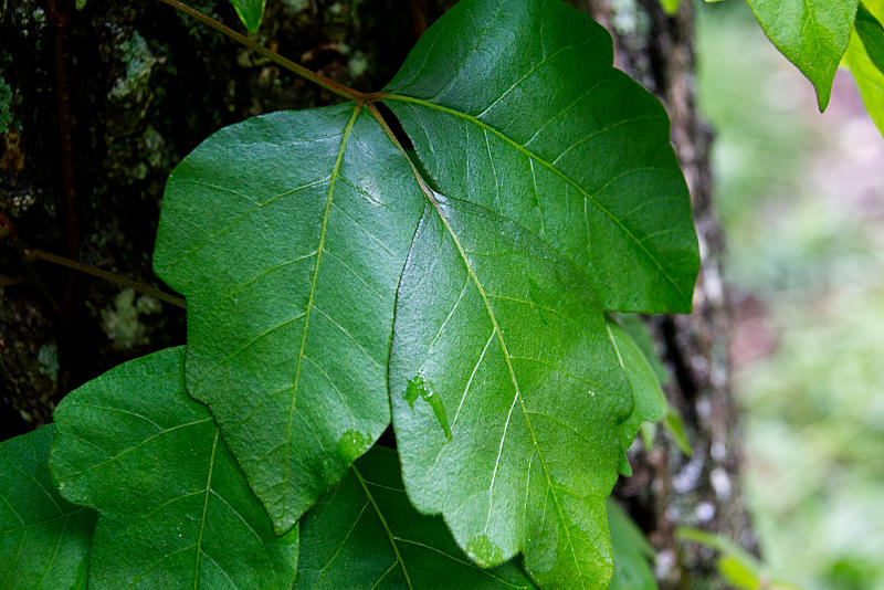 Leaves