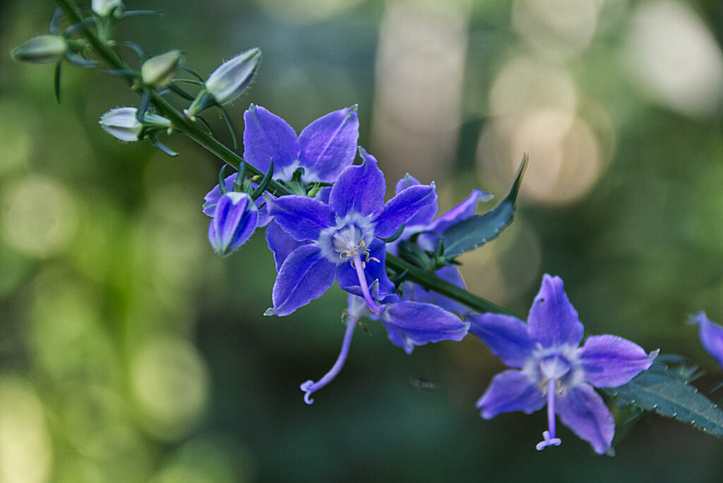 American Bellflower - Natural Living Blog