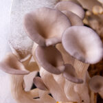 mushroom substrates