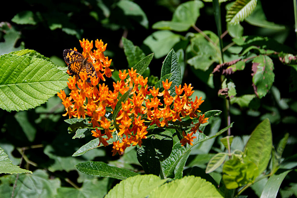 Butterfly Weed 3