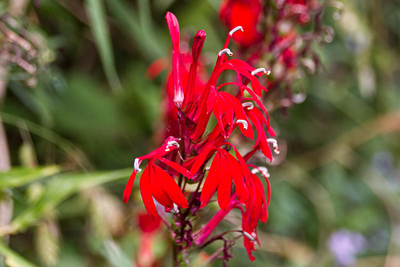 cardinal flower close-up