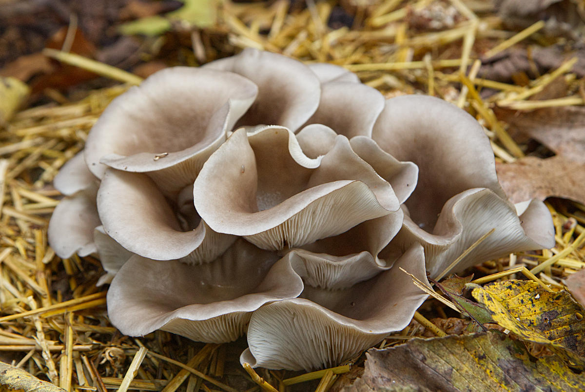 benefits of oyster mushrooms