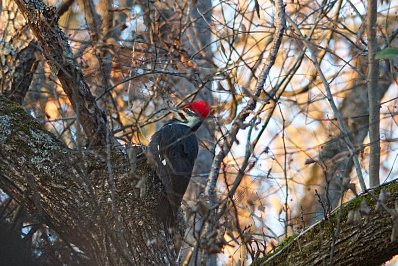 pileated woodpecker 1