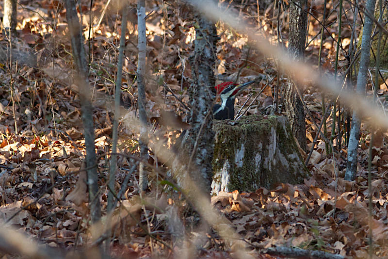 pileated woodpecker 3