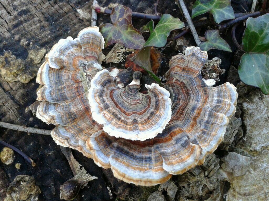 Turkey Tail Mushrooms 3