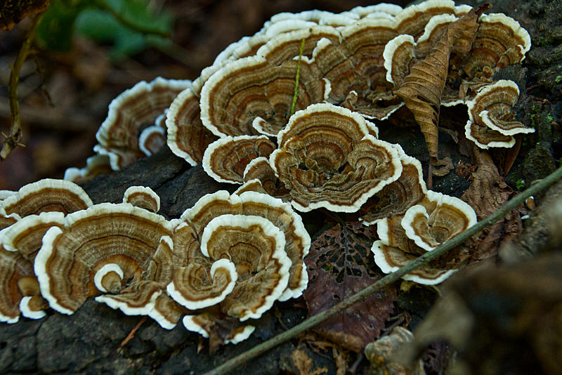 Turkey tail mushrooms 1