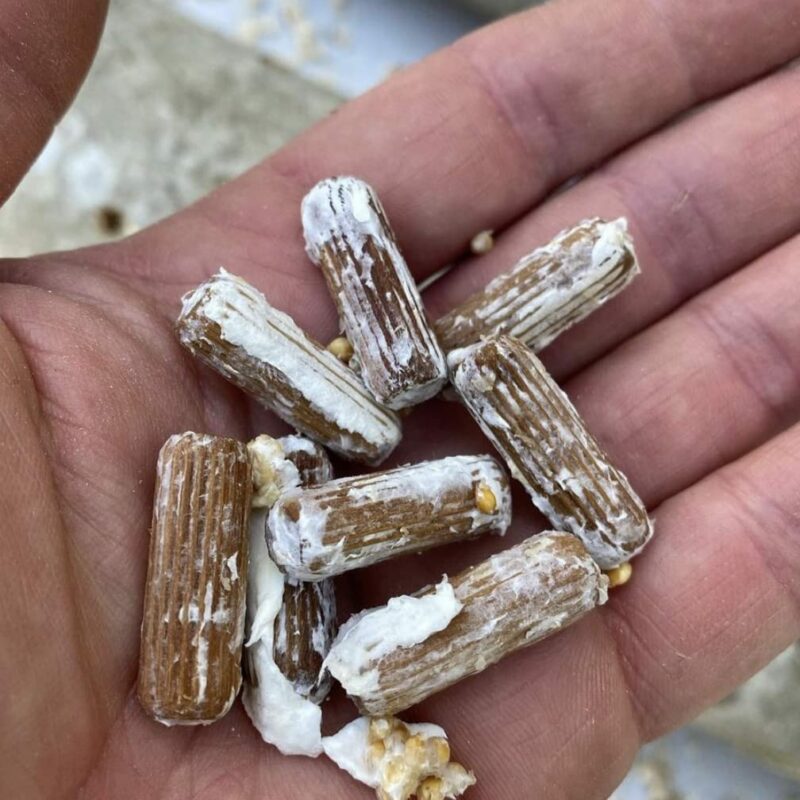 Shiitake Mushroom Plug Spawn - Image 3