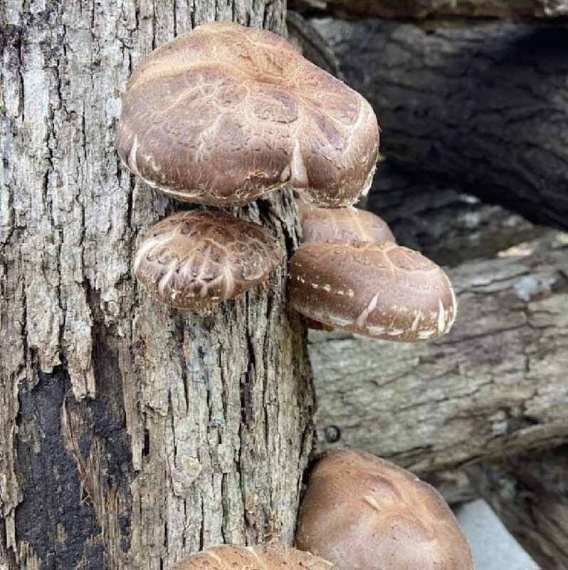 Shiitake Mushroom Plug Spawn - Image 5
