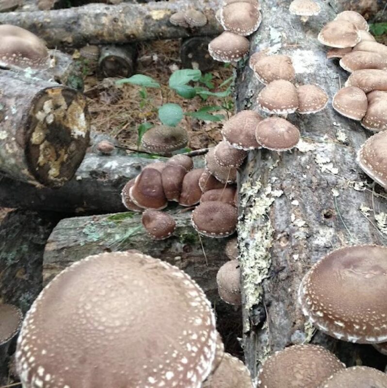 Shiitake Mushroom Plug Spawn - Image 6