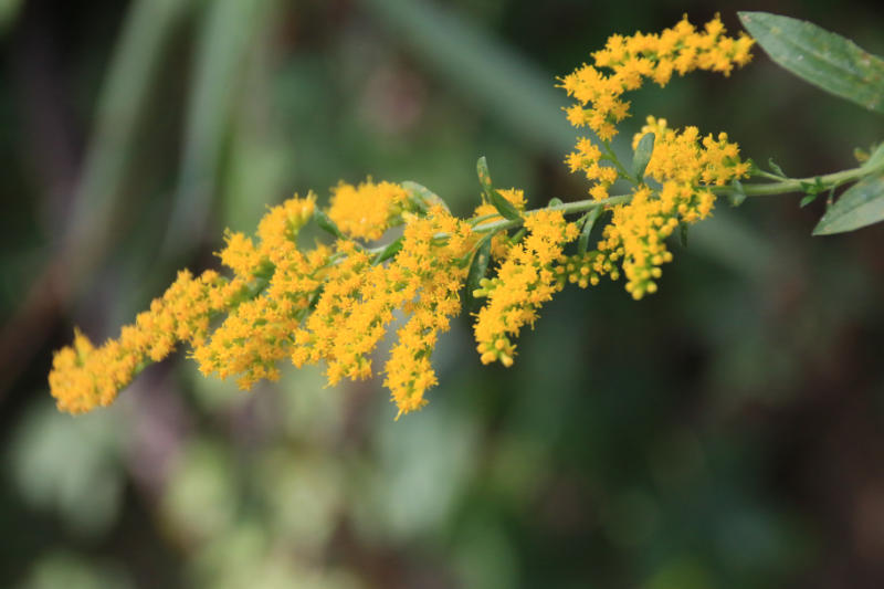 goldenrod closeup